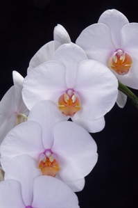 Phalaenopsis N.R. Sierra Vasquez AM/AOS 83 pts.